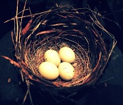18th May 2011 - Eggs