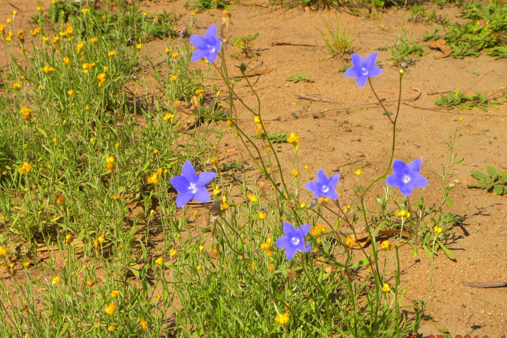 Aussie Wildflowers by ubobohobo