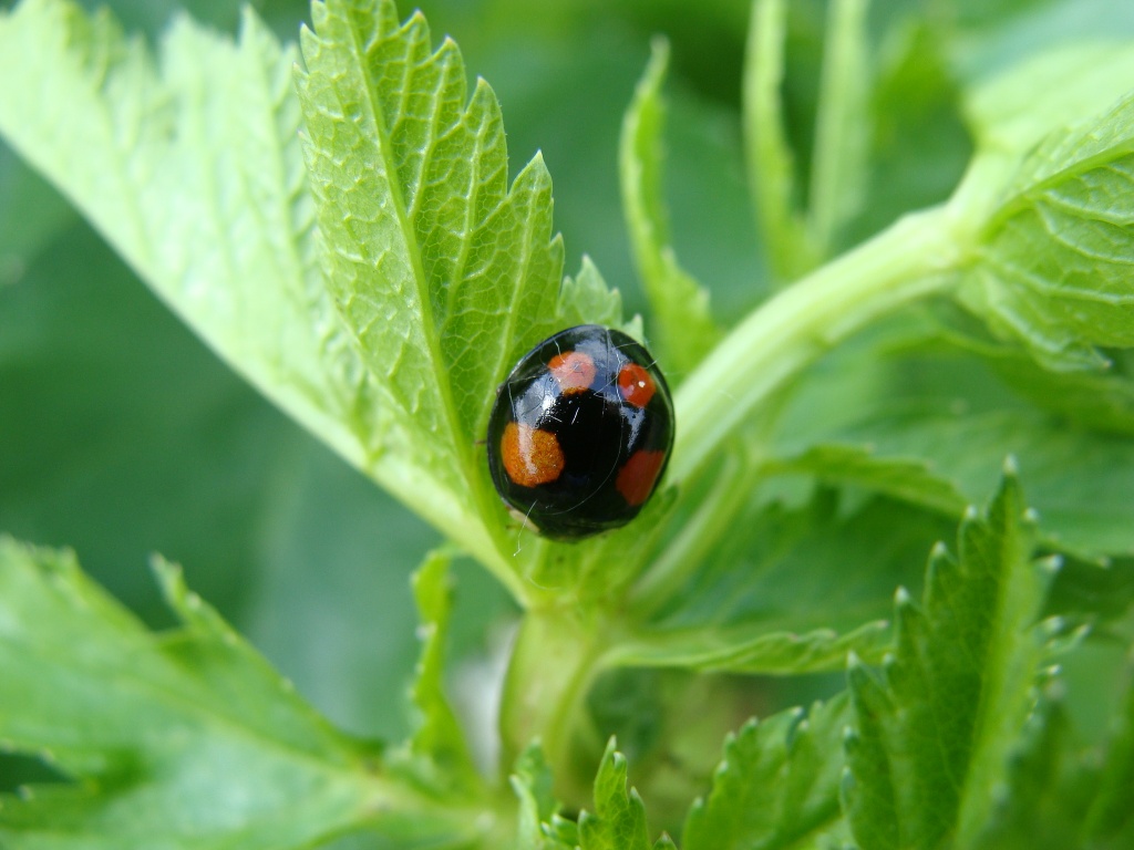 Harlequin ladybird by busylady