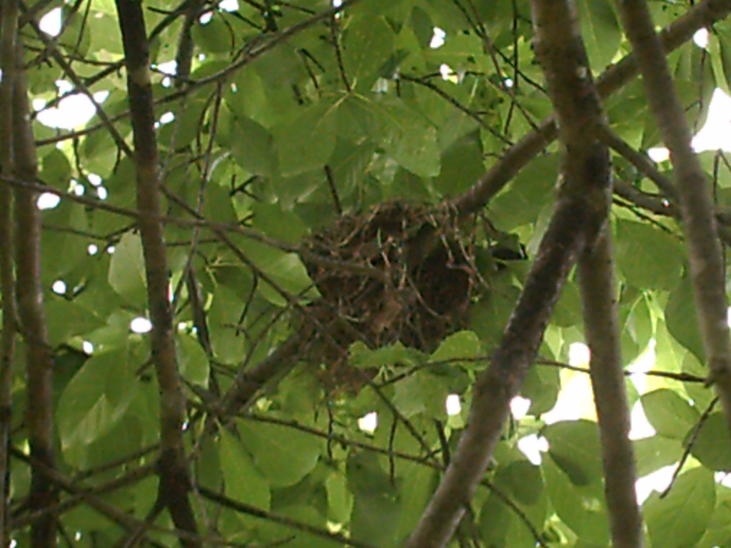 Nest in Blackgum Tree 5.19.11 by sfeldphotos