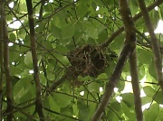 19th May 2011 - Nest in Blackgum Tree 5.19.11
