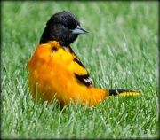 19th May 2011 - Baltimore Oriole