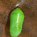 Monarch Pupa by twofunlabs