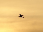 18th May 2011 - Great Blue Heron
