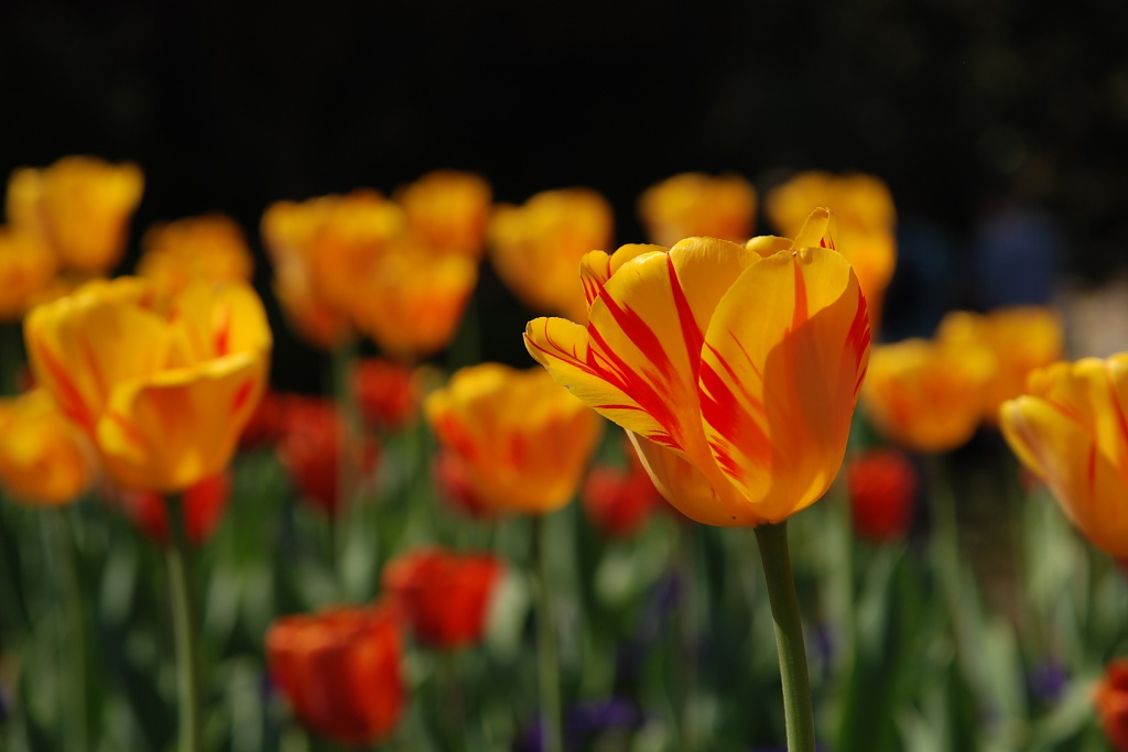 Spring Tulips by graceratliff