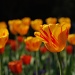 Spring Tulips by graceratliff