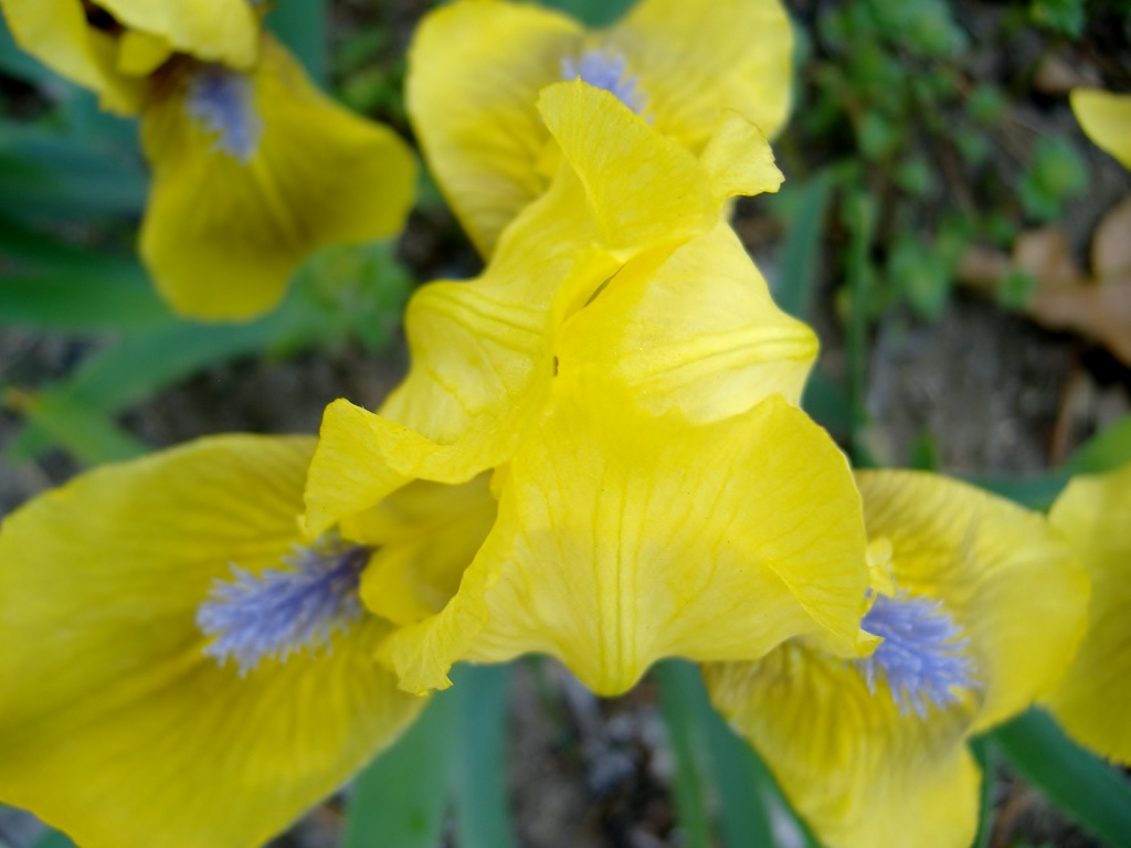 Just a sweet Iris by dianezelia