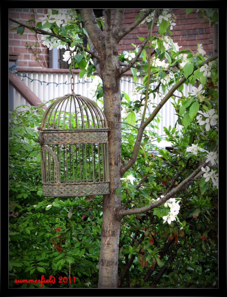 le birdcage, part deux by summerfield