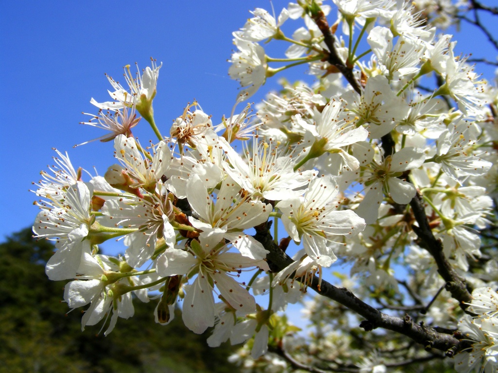 Blue Sky and Beach Plum Blossoms! by lauriehiggins