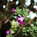 tiny flower by grannysue