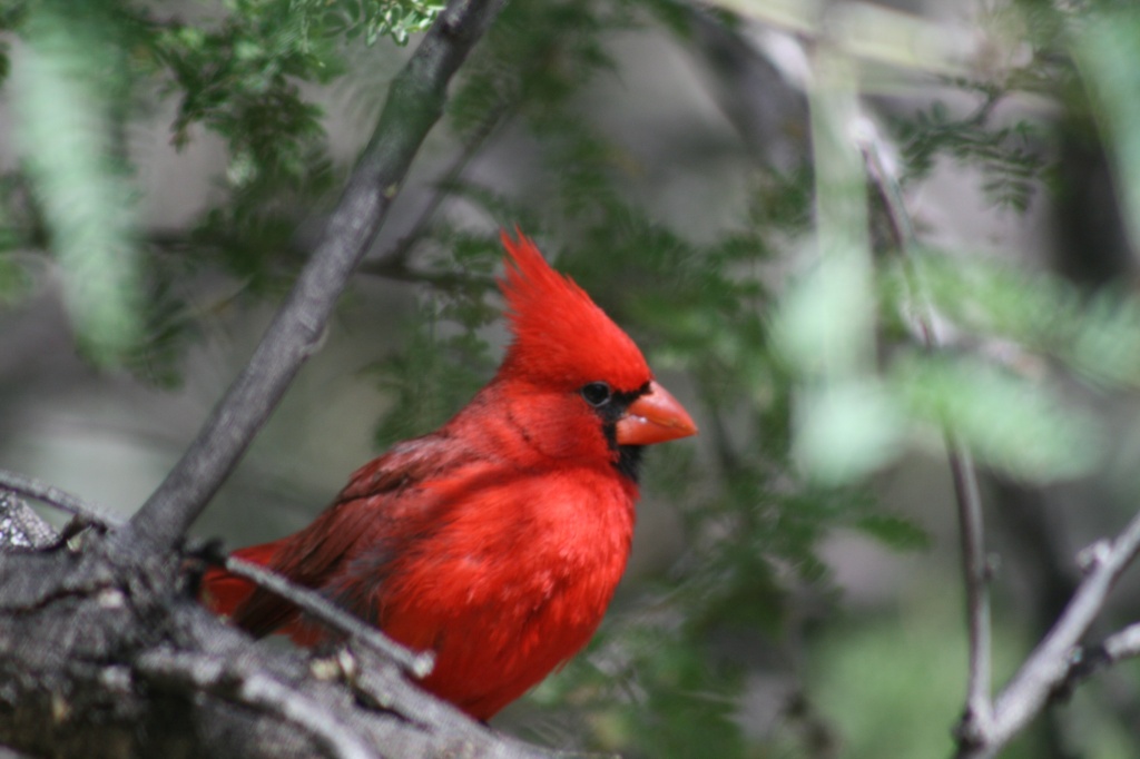 Arizona Cardinal by kerristephens