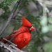 Arizona Cardinal by kerristephens