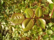 19th May 2011 - Leaves