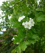 20th May 2011 - hawthorn in flower