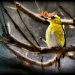 American Goldfinch by pixelchix