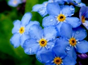 20th May 2011 - Forget Me Not