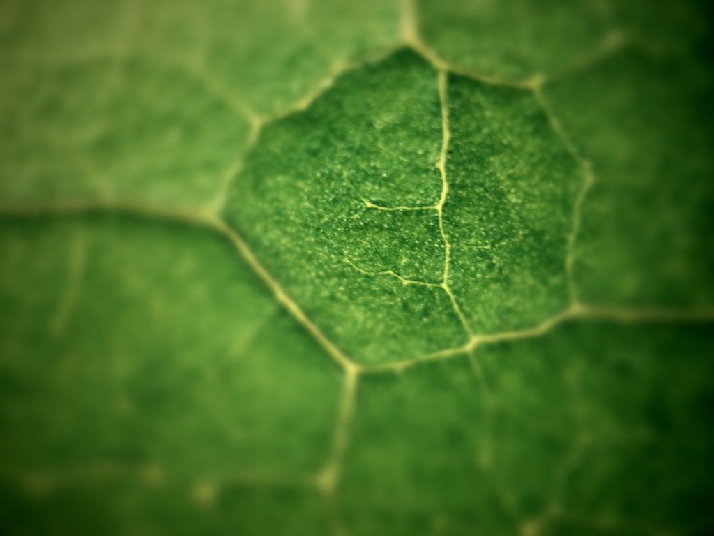 Macro - Leaf by mattjcuk