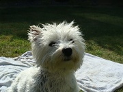 20th May 2011 - Betty - after a bath.