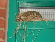 20th May 2011 - Robin's nest