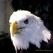 Eagle Head by vernabeth