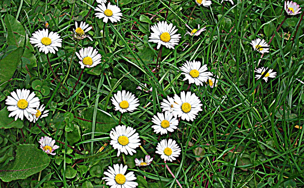 Daisies by haagjes