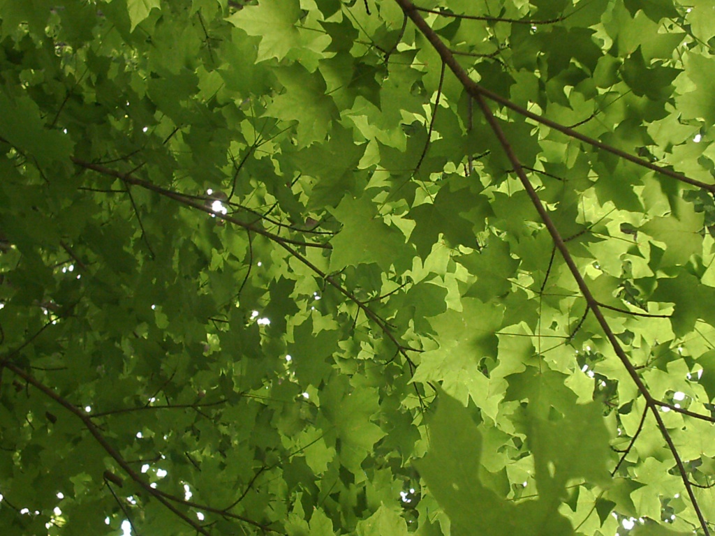 Leaves on Maple Trees 5.20.11 002 by sfeldphotos