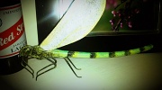 18th May 2011 - Dragonfly
