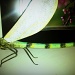 Dragonfly by ellesfena