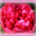 Red peonie by judithdeacon