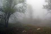 18th May 2011 - Blinding Fog