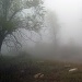 Blinding Fog by cjphoto