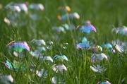 20th May 2011 - A field of bubbles