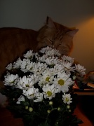 20th May 2011 - So this is a Pot Mum ...