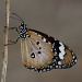Danaid Eggfly Butterfly by lbmcshutter