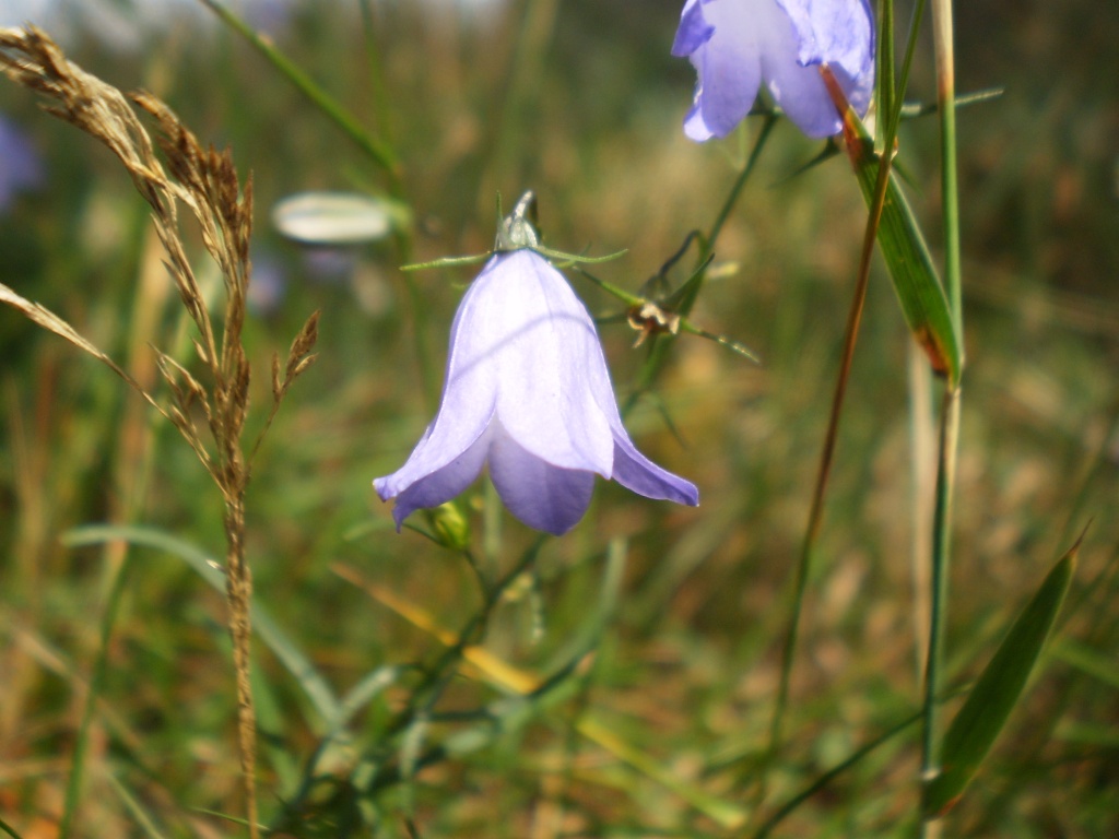 Harebells .... these were my mums favourite flowers by snowy