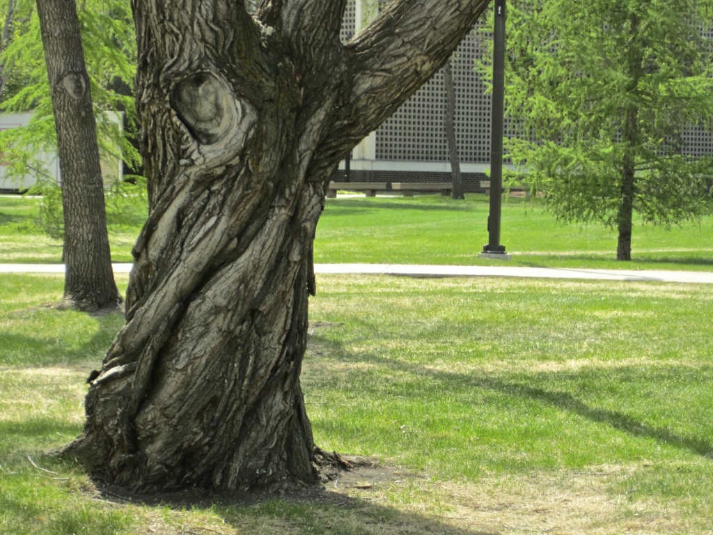 Old Tree on Campus by laurentye