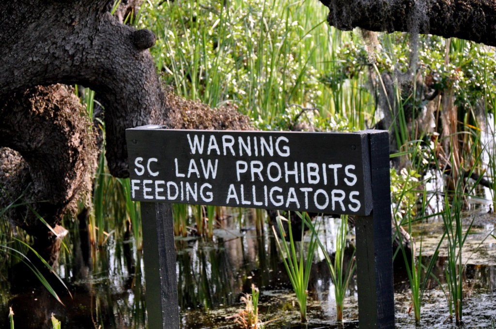 Alligator Laws by stownsend