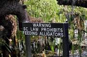 21st May 2011 - Alligator Laws