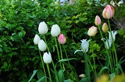 17th May 2011 - Tulips