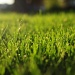 Long wet grass by dora
