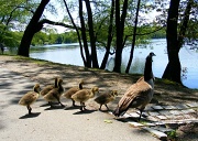 21st May 2011 - Make Way for Goslings
