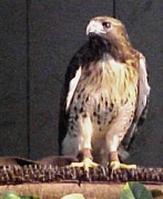 22nd May 2011 - Hawk
