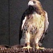 Hawk by vernabeth