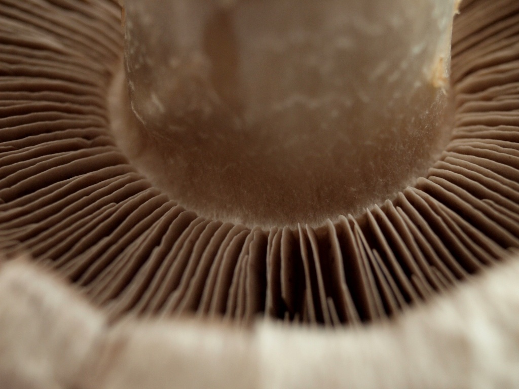 Mushroom Macro by mattjcuk