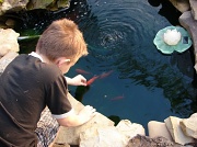 14th May 2011 - Hungry Fishys !!