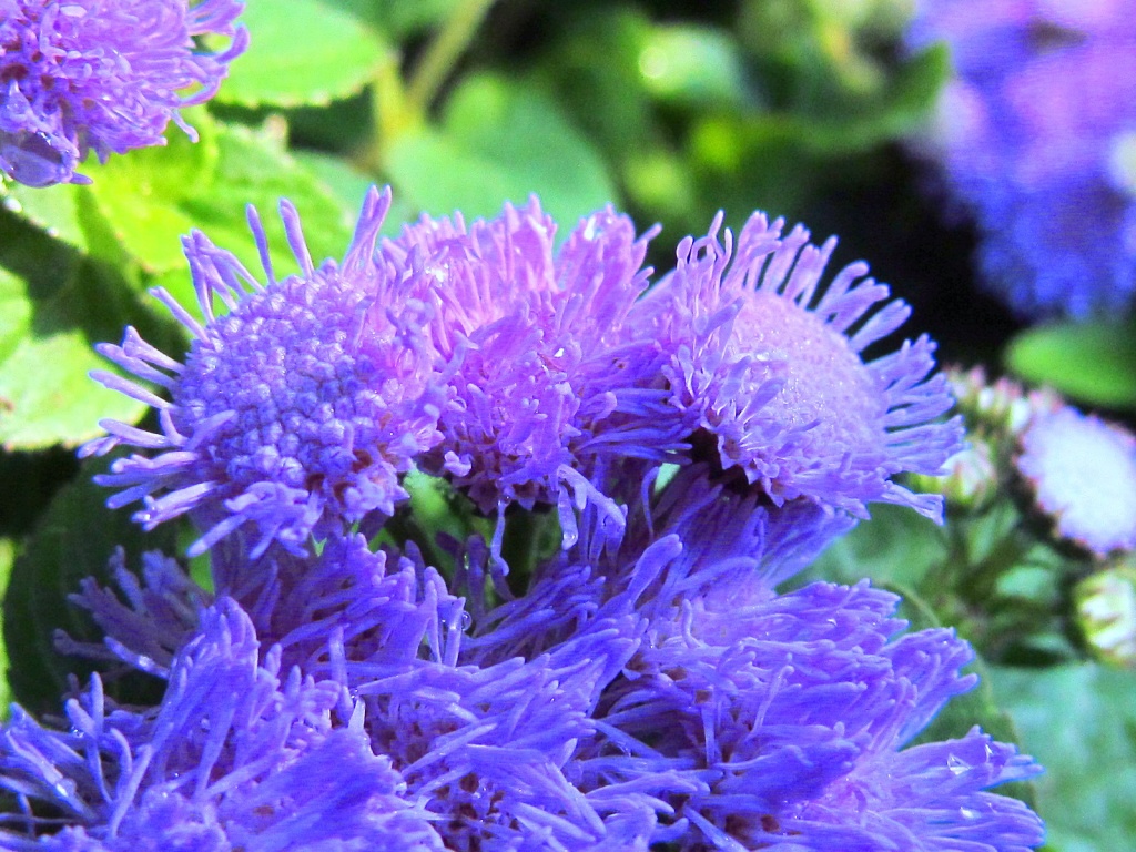 Ageratum by glimpses