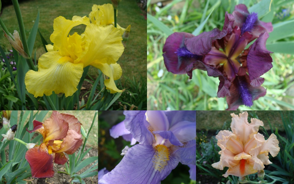 Iris Collage by busylady