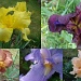 Iris Collage by busylady
