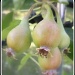Pears by judithdeacon