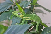 17th May 2011 - Lizard